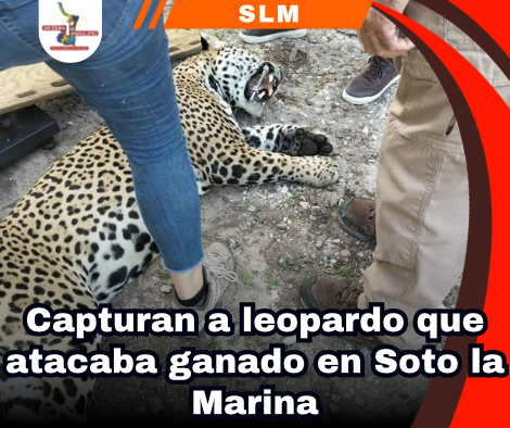 copia-de-portada-notas-2-1.png