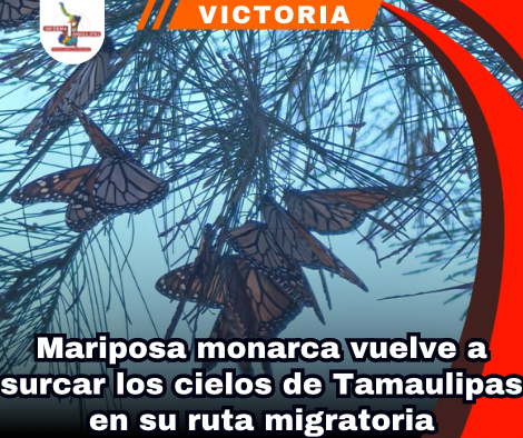 copia-de-portada-notas-2-2.png