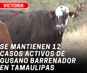 copia-de-copia-de-portada-notas-2-4.png