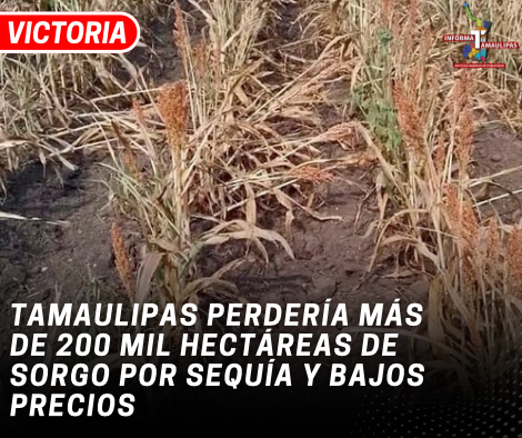 copia-de-copia-de-portada-notas-2-2.png