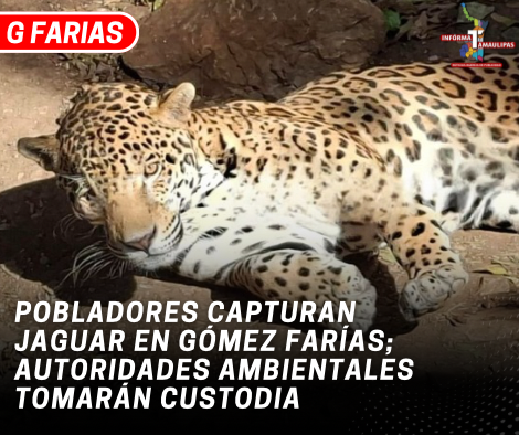 copia-de-copia-de-portada-notas-2-2.png