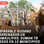 Imparable gusano barrenador en Tamaulipas; suman 78 casos en 15 municipios