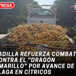 Padilla refuerza combate contra el “Dragón Amarillo” por avance de plaga en cítricos