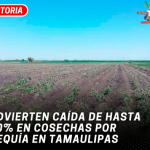 Advierten caída de hasta 50% en cosechas por sequía en Tamaulipas