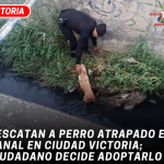 Rescatan a perro atrapado en canal en Ciudad Victoria; ciudadano decide adoptarlo