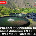 Impulsan producción de trucha arcoíris en el altiplano de Tamaulipas