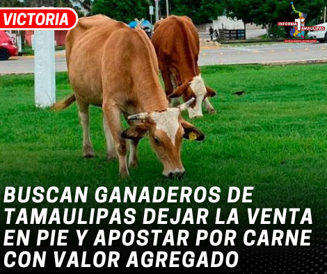 copia-de-copia-de-portada-notas-2-5.png