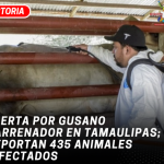Alerta por gusano barrenador en Tamaulipas; reportan 435 animales infectados