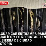JAGUAR CAE EN TRAMPA PARA JABALÍES Y ES RESCATADO EN LA SIERRA DE CIUDAD VICTORIA