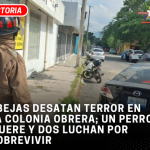 Abejas desatan terror en la colonia Obrera; un perro muere y dos luchan por sobrevivir