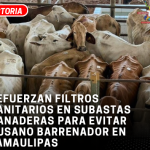 Refuerzan filtros sanitarios en subastas ganaderas para evitar gusano barrenador en Tamaulipas